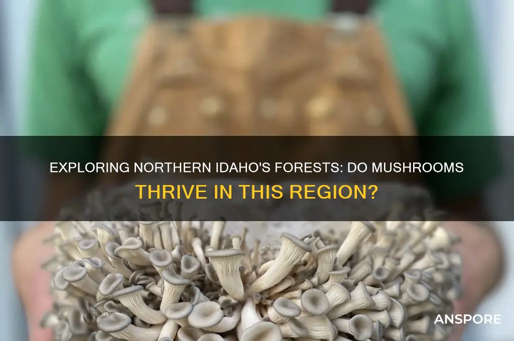 do mushrooms grow in northern idaho