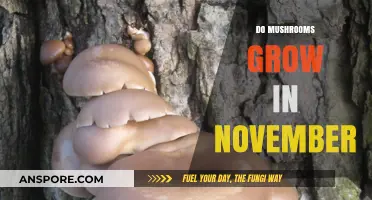 November Mushroom Growth: Conditions and Tips for Late-Season Harvests