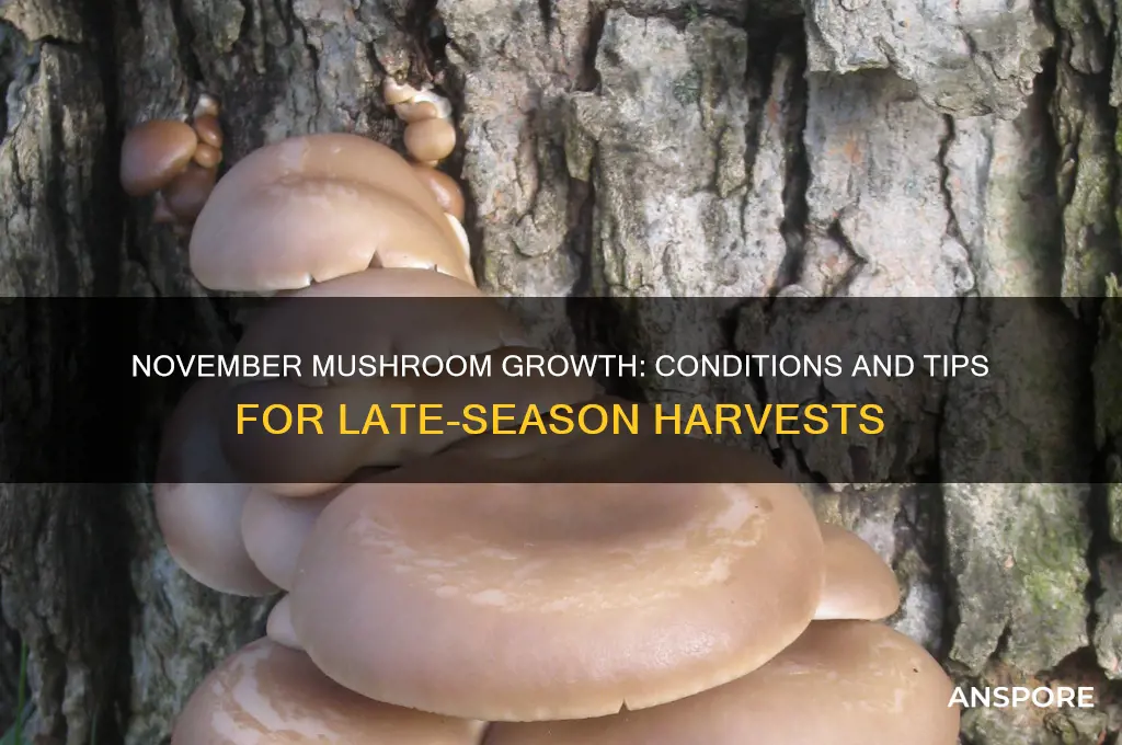 do mushrooms grow in november