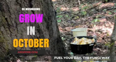 October's Fungal Harvest: When and Where Mushrooms Thrive in Autumn