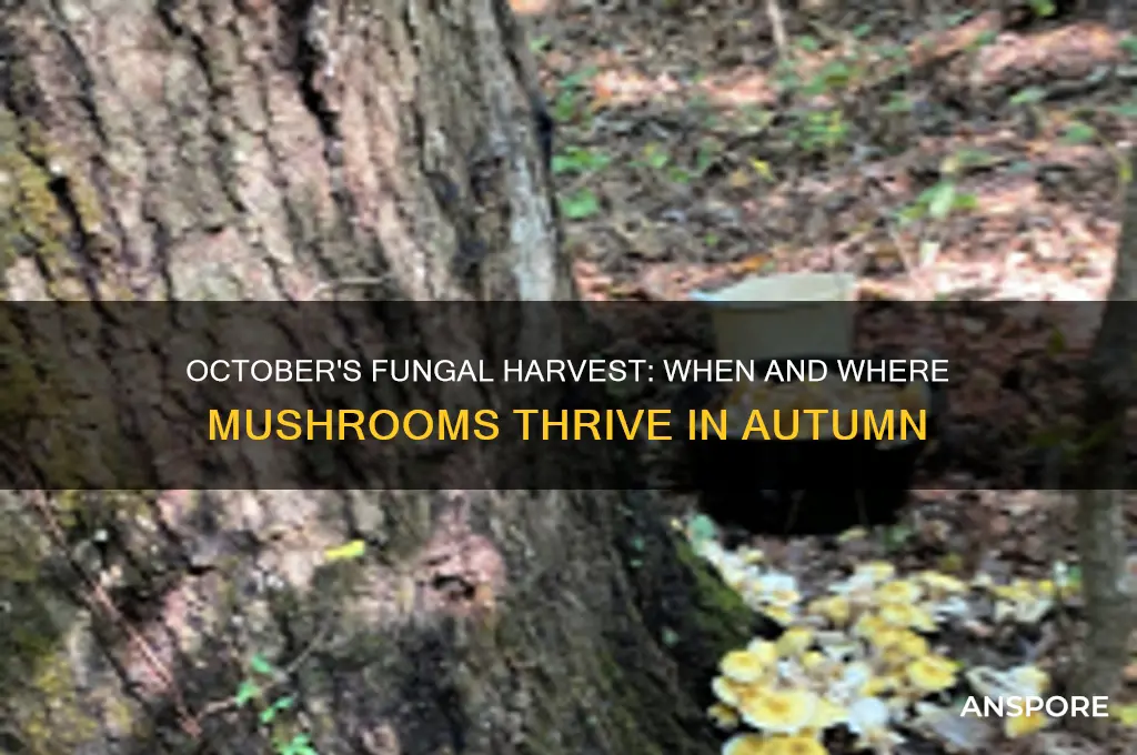 do mushrooms grow in october