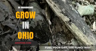 Exploring Ohio's Forests: Where and How Mushrooms Thrive in the Buckeye State