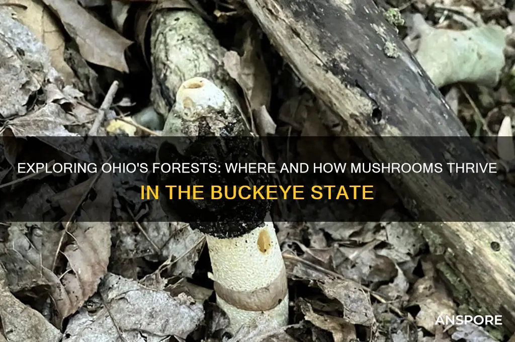 do mushrooms grow in ohio
