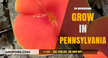 Exploring Pennsylvania's Forests: Where and How Mushrooms Thrive in the Wild