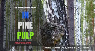 Can Mushrooms Thrive in Pine Pulp? Exploring Growth Possibilities