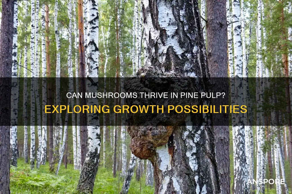 do mushrooms grow in pine pulp
