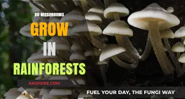 Exploring Rainforest Fungi: Do Mushrooms Thrive in Tropical Ecosystems?