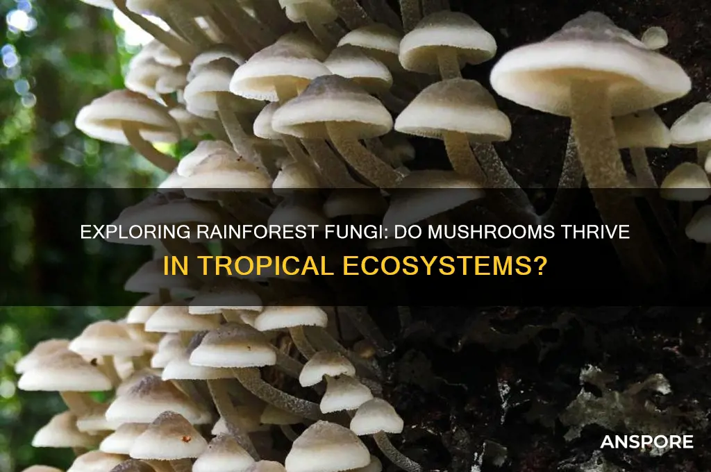 do mushrooms grow in rainforests