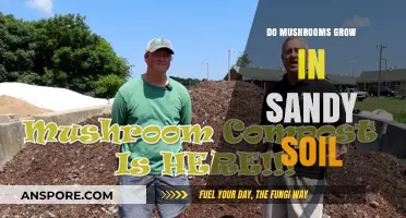 Can Mushrooms Thrive in Sandy Soil? Exploring Growth Conditions