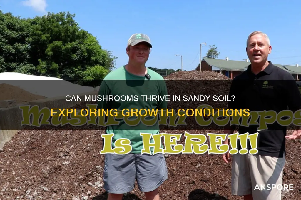 do mushrooms grow in sandy soil