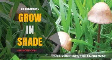 Shade-Loving Mushrooms: Do They Thrive in Low-Light Conditions?