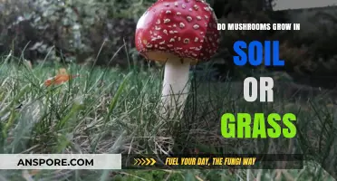 Mushrooms in Soil or Grass: Understanding Their Preferred Growing Environment