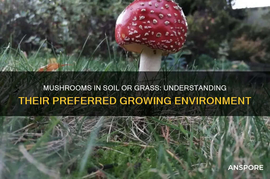 do mushrooms grow in soil or grass