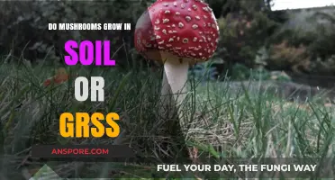 Mushrooms in Soil or Grass: Unveiling Their Preferred Growing Environment