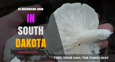Exploring South Dakota's Forests: Do Mushrooms Thrive in This Climate?