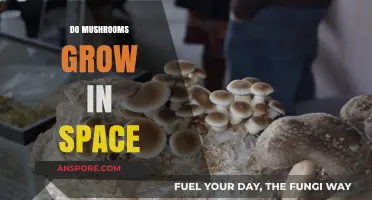 Can Mushrooms Thrive in Space? Exploring Fungal Growth Beyond Earth