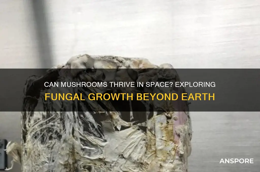 do mushrooms grow in space