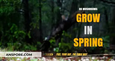 Spring's Fungal Bloom: When and Why Mushrooms Thrive in Warmer Weather