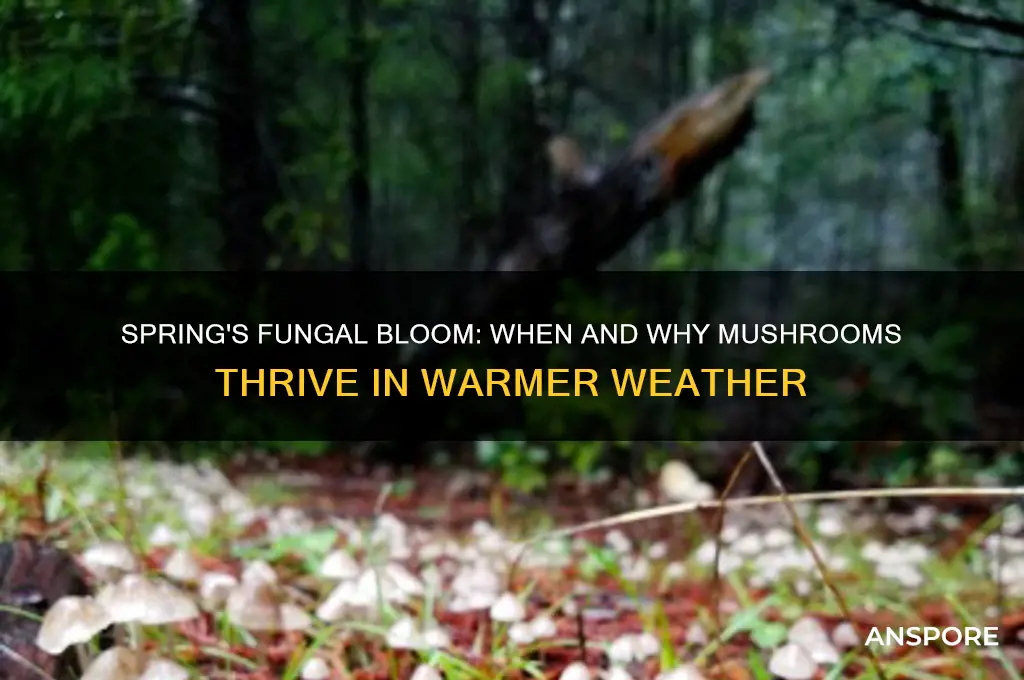 do mushrooms grow in spring