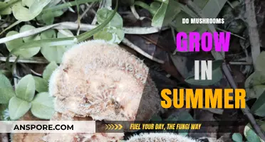 Summer Mushroom Growth: When and Where to Find Fungi in Warmth
