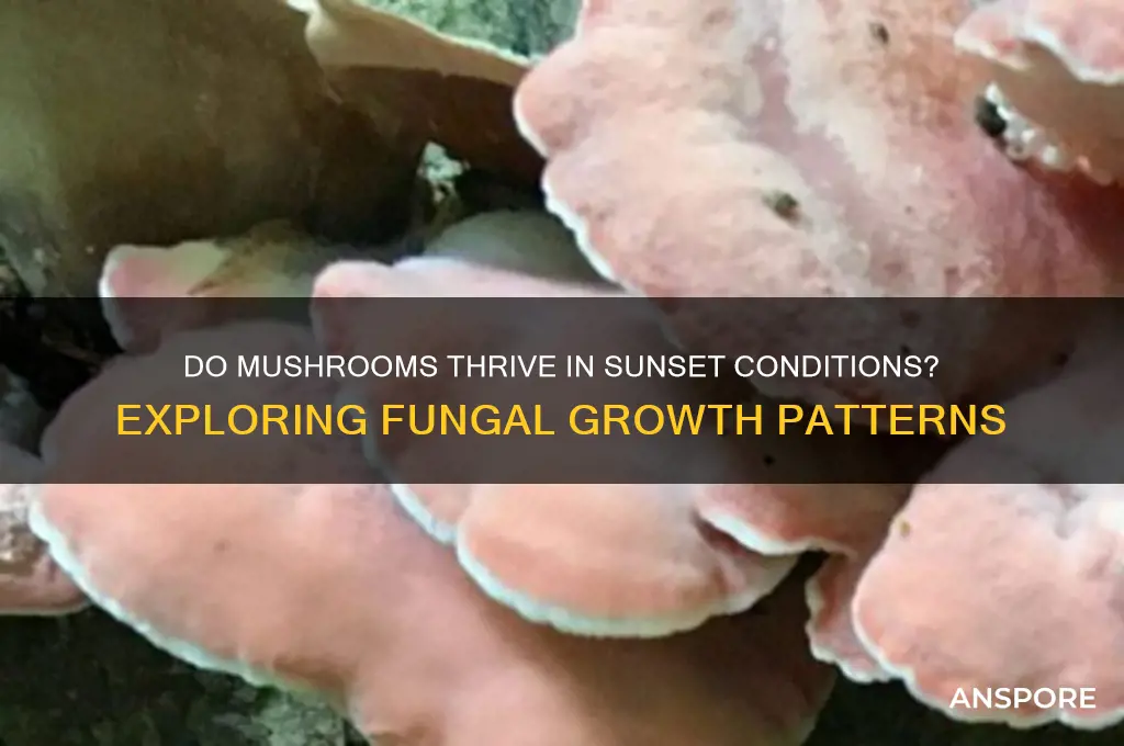 do mushrooms grow in sunset