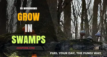 Mushrooms in Swamps: Exploring Fungal Growth in Wetland Ecosystems