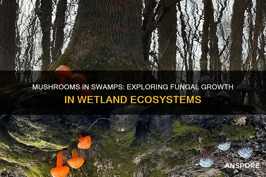 do mushrooms grow in swamps
