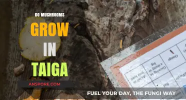 Exploring Taiga Fungi: Do Mushrooms Thrive in Boreal Forests?