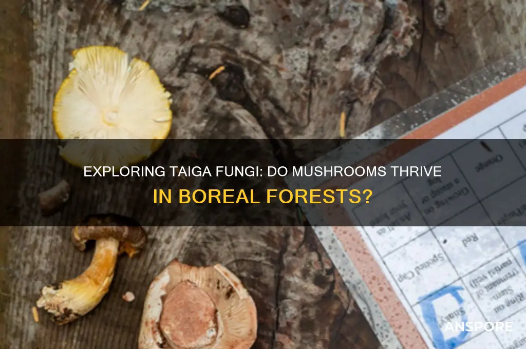 do mushrooms grow in taiga
