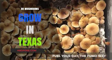 Exploring Texas: Where and How Mushrooms Thrive in the Lone Star State