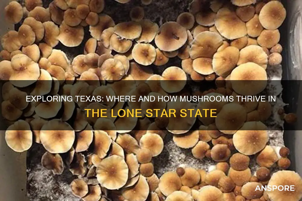 do mushrooms grow in texas