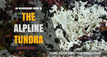 Mushrooms in Alpine Tundra: Exploring Fungal Life at High Altitudes