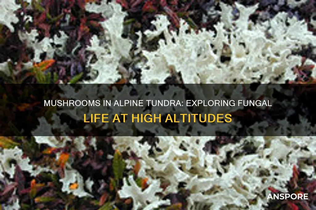 do mushrooms grow in the alpline tundra