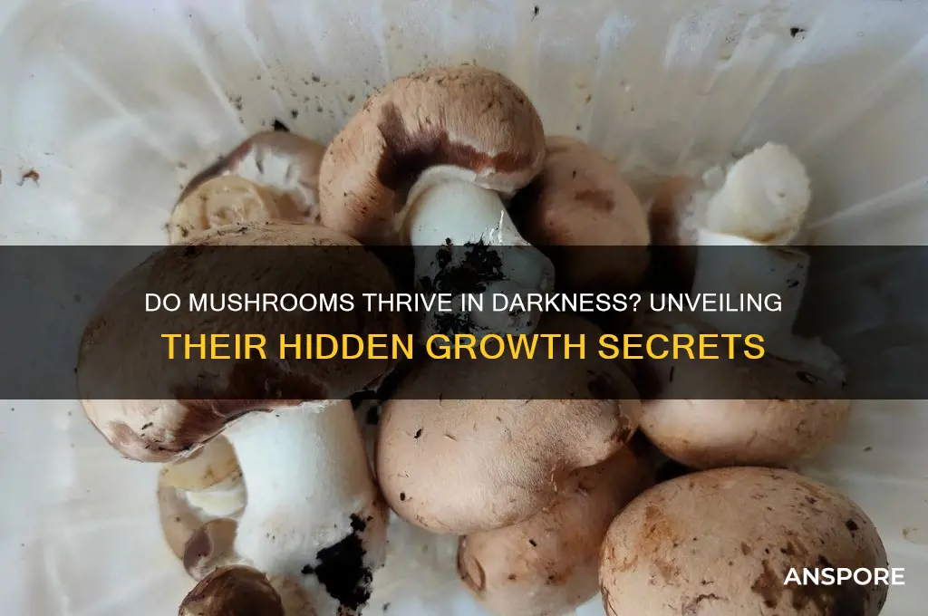 do mushrooms grow in the dark