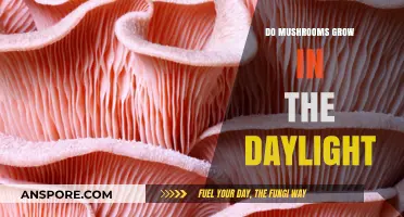 Do Mushrooms Thrive in Daylight? Exploring Their Growth Conditions