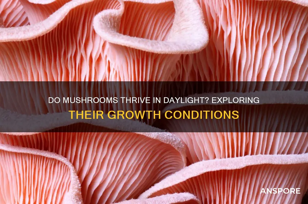 do mushrooms grow in the daylight