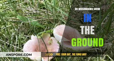 Do Mushrooms Grow in the Ground? Unveiling Their Hidden Habitat