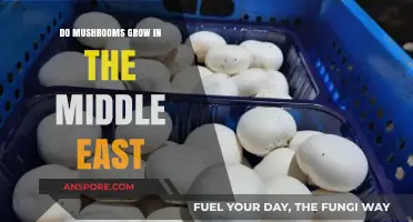 Exploring Mushroom Growth in the Middle East: Climate and Varieties