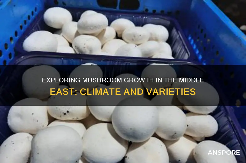 do mushrooms grow in the middle east