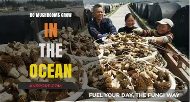 Exploring the Mystery: Can Mushrooms Thrive in Ocean Environments?