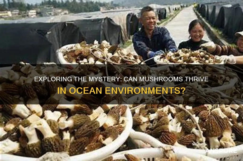 do mushrooms grow in the ocean