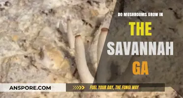 Exploring Mushroom Growth in Savannah, GA: Facts and Findings