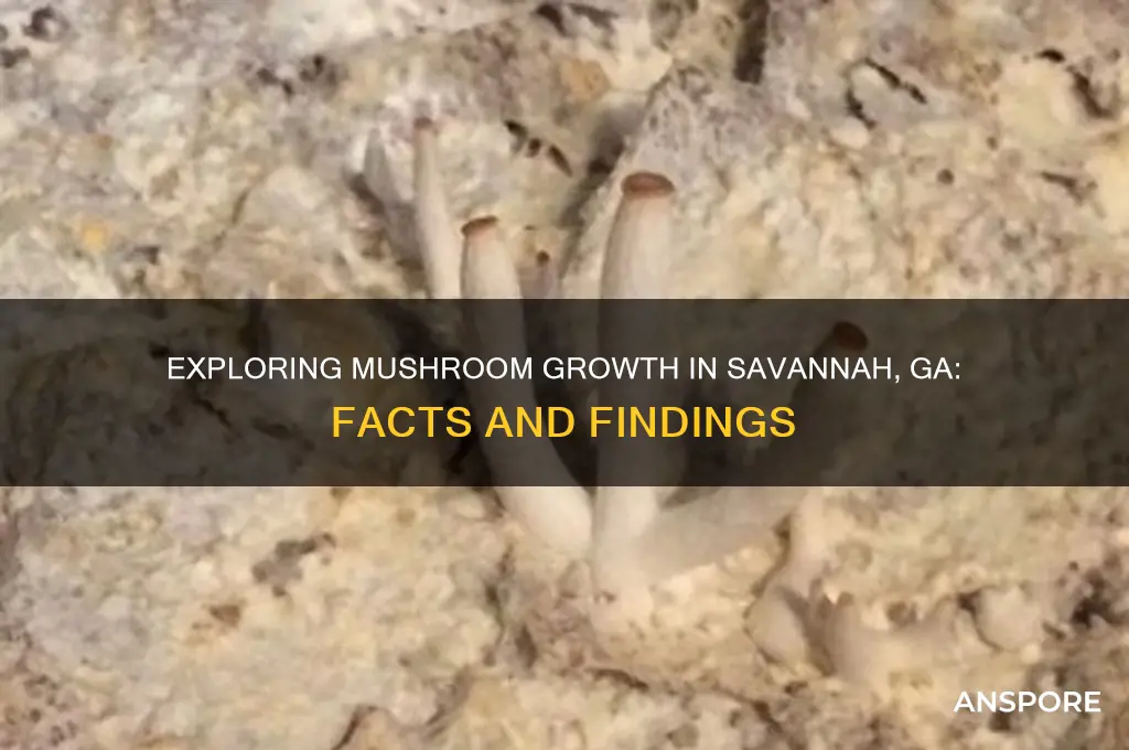 do mushrooms grow in the savannah ga