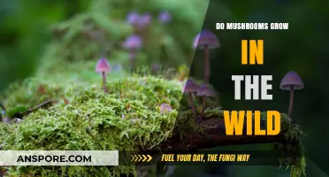 Exploring Nature's Bounty: Where and How Wild Mushrooms Thrive