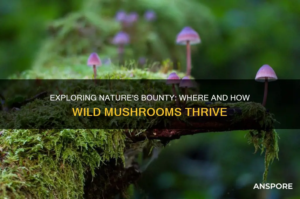 do mushrooms grow in the wild