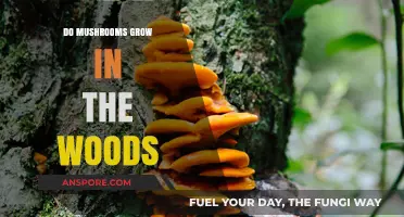 Exploring the Woods: Where and How Mushrooms Thrive Naturally