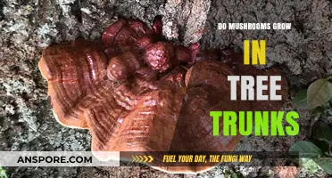 Mushrooms in Tree Trunks: Unveiling the Hidden Forest Fungi