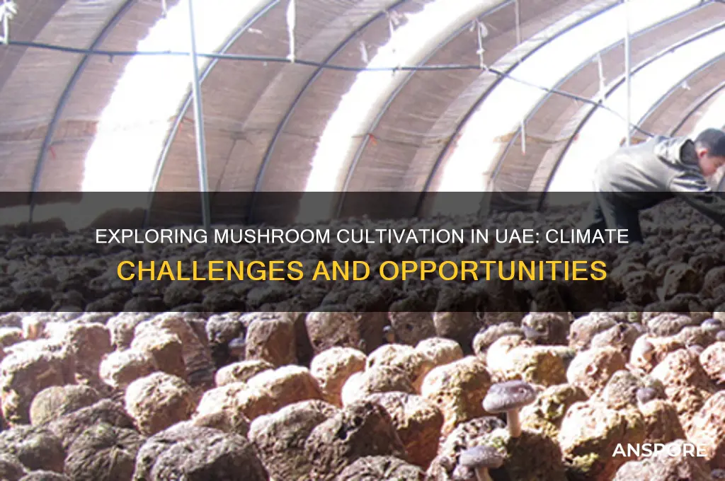 do mushrooms grow in uae