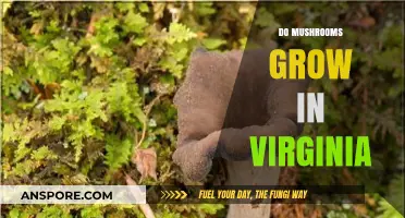 Exploring Virginia's Forests: Where and How Mushrooms Thrive Naturally