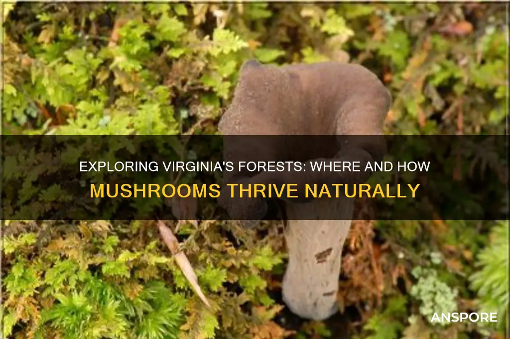 do mushrooms grow in virginia